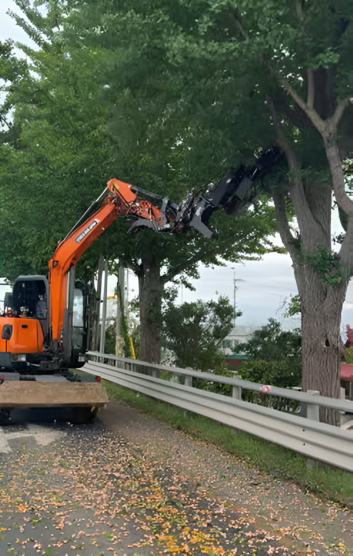은행나무열매 채취
