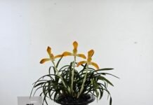 나주 난연합회, ‘제32회 전시회’ 나주문화예술회관서 성황리 개최