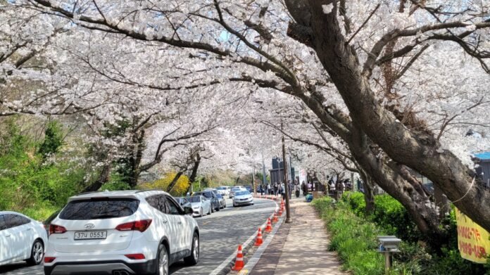 어디서 찍어도 한수제 벚끛은 화려하고 또 화려하다, 상류 부근