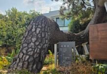 400년 세월 견딘 나주목 관아 해송… 와룡 닮은 기품으로 역사 지켜온 생명의 힘